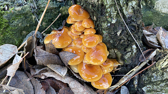 Мордовию не покидает аномально тёплая погода