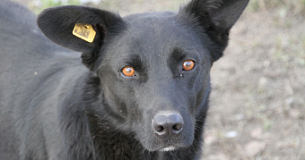 Приюты для животных в Мордовии станут больше 