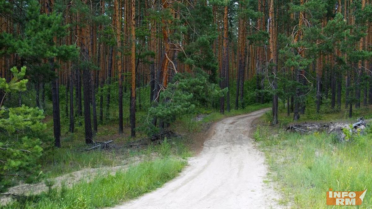 В сентябре в России вступит в силу новый закон о лесных дорогах В сентябре в России вступит в силу новый закон о лесных дорогах