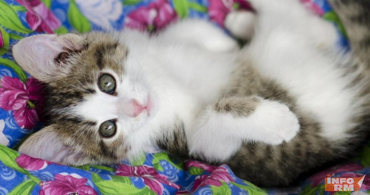 Хозяина выставки кошек в Мордовии оштрафовали за незаконное использование животных 