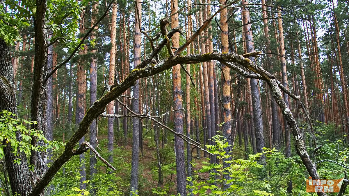 Заблудившегося в лесу дедушку с потерей памяти в Мордовии искали более суток Заблудившегося в лесу дедушку с потерей памяти в Мордовии искали более суток